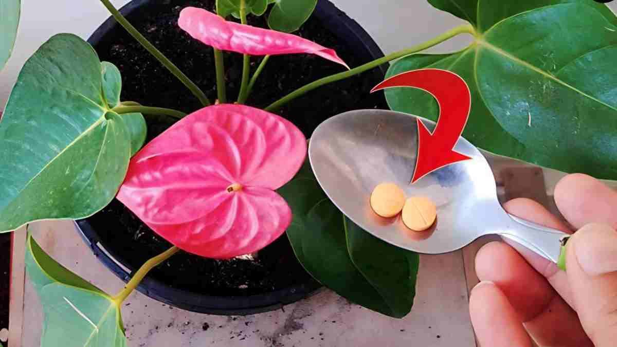 anthurium-prospere-pendant-10-mois-consecutifs-grace-a-cette-precieuse-methode-de-pepiniere