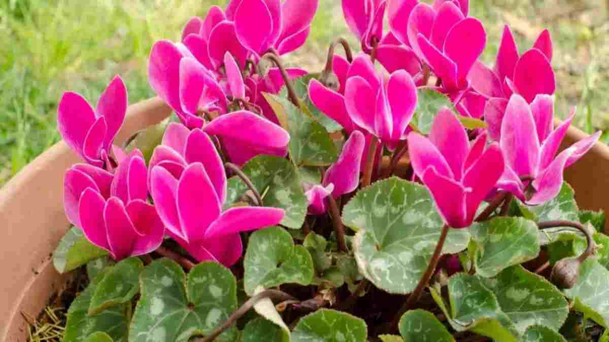 quels-engrais-naturels-faut-il-pour-maintenir-la-floraison-des-cyclamens-en-pot-tout-lhiver