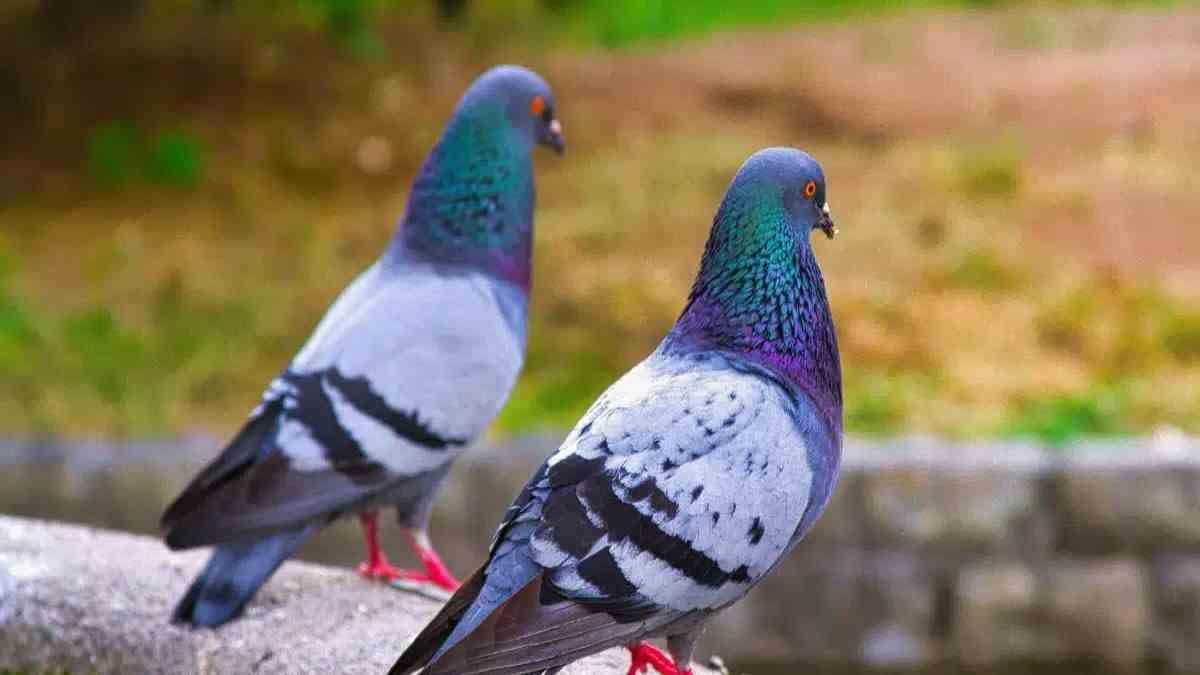 repulsif-pigeons-5-astuces-pour-eloigner-les-pigeons-de-votre-balcon