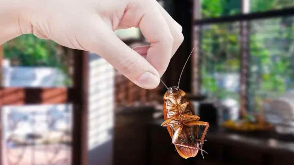 je-fais-ce-melange-mortel-pour-insectes-et-je-nai-plus-de-cafards-fourmis-moustiques-dans-la-maison