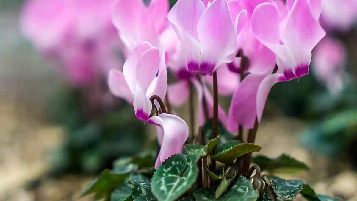 parasites-et-maladies-du-cyclamen-comment-les-identifier-les-traiter-et-les-prevenir